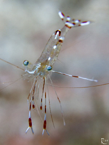 Cleaner Shrimp ( 1,5 cm ). 60mm makro lens with +10 diopt... by Rico Besserdich 